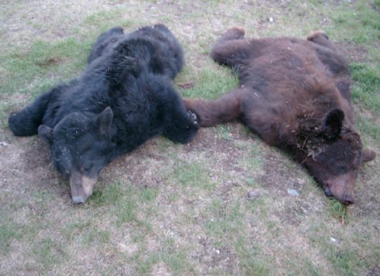 ca_blackbear (1)