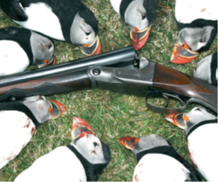 is_puffin