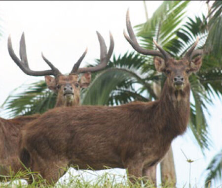 mau_rusa