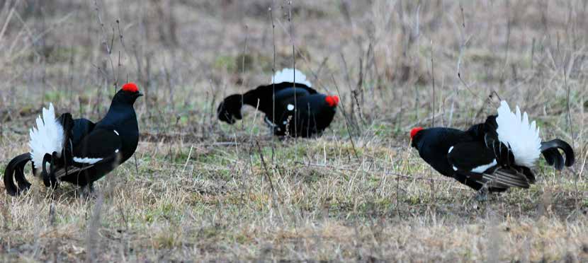 Russia black grouse / Russland Birkhahn