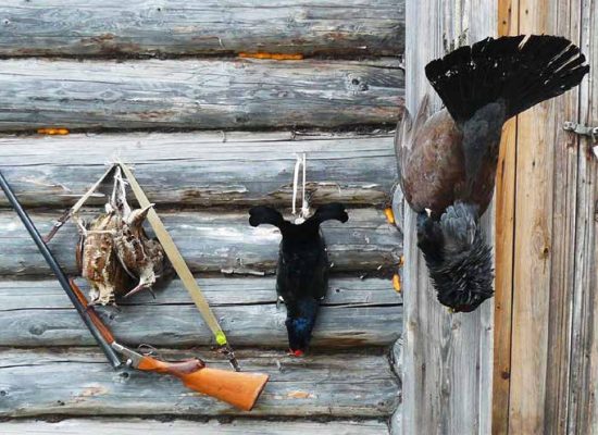 Russia birds