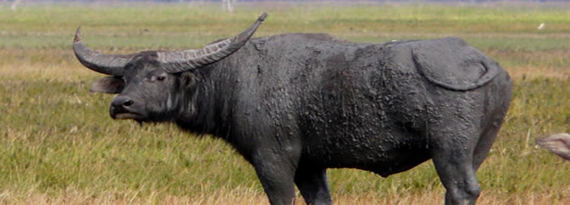 Australia water buffalo / Australien Wasserbueffel