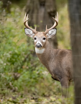 Czech Republik whitetail / Tschechien Weiswedelhirsch