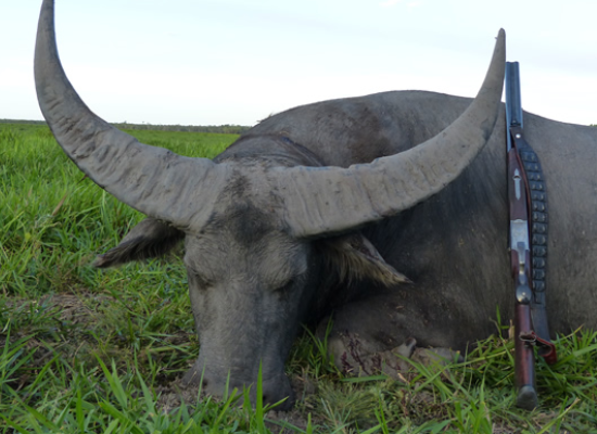 Australia water buffalo / Australien Wasserbueffel