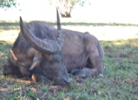 Australia water buffalo / Australien Wasserbueffel