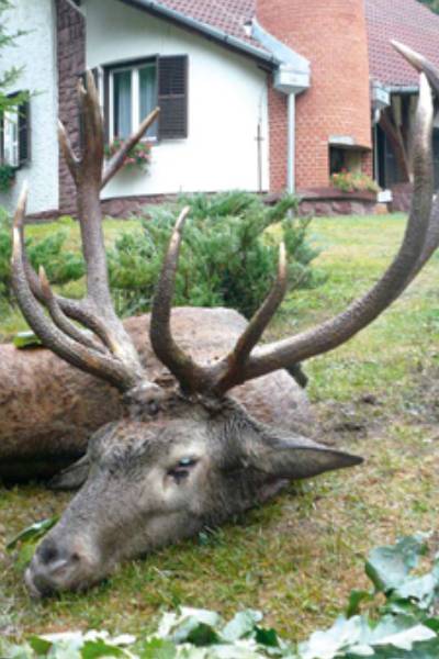 Czech Republik red stag/ Tschechien Rothirsch
