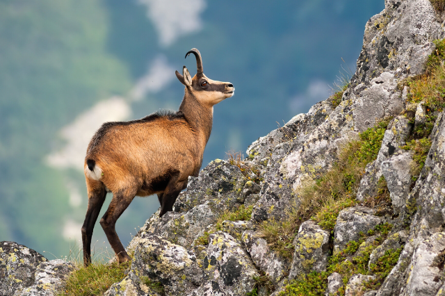 Chamois / Gams