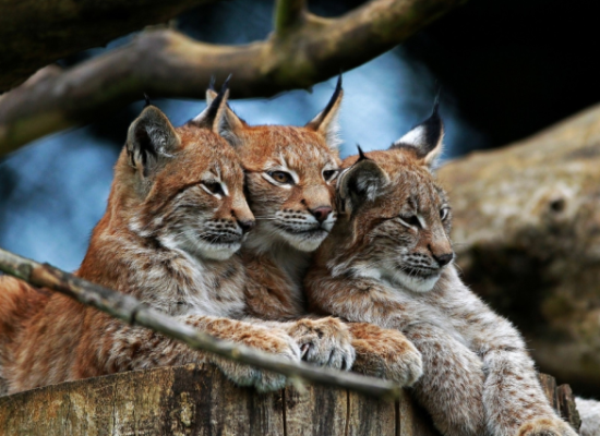 phoca_thumb_l_ibex_a_1 (2) (20) (2) (3)