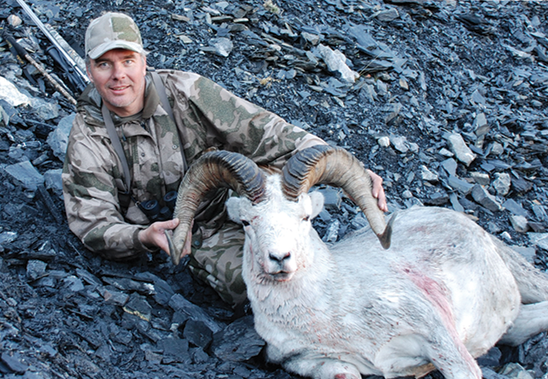 Alaska Dallsheep / Dallschaf