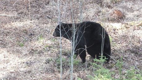 Canada Blackbear / Kanada Schwarzbaer