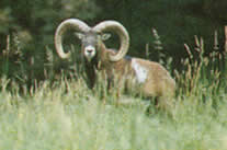Mouflon / Mufflon