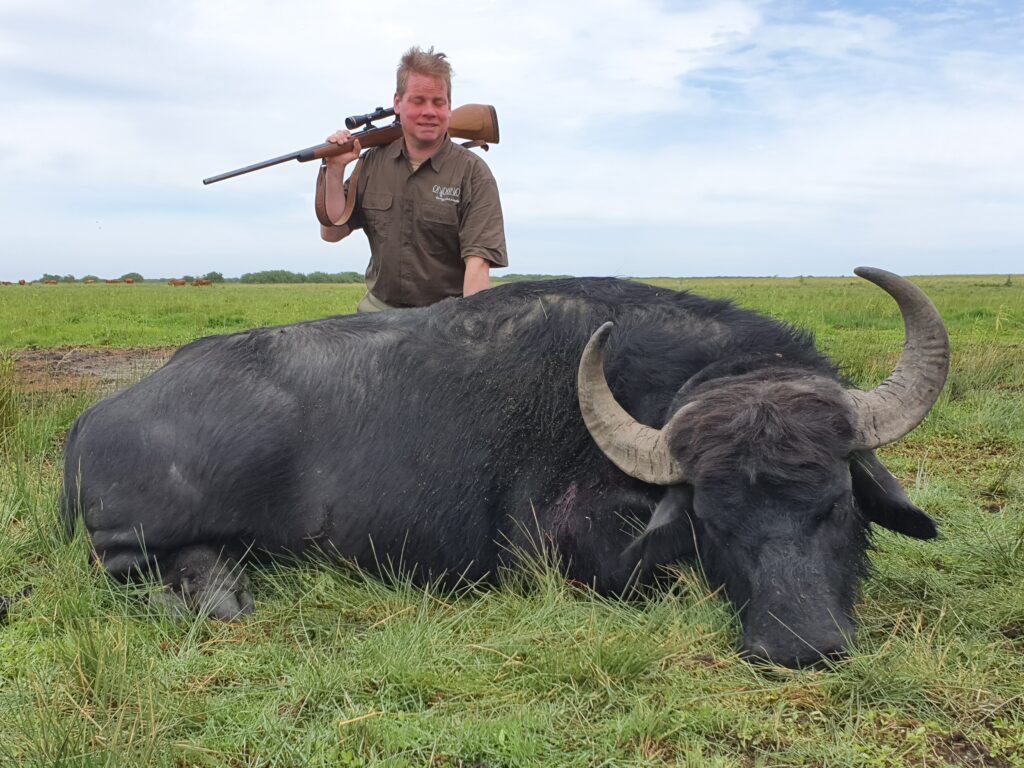 Argeentina water buffalo / Argentinien Wasserbueffel