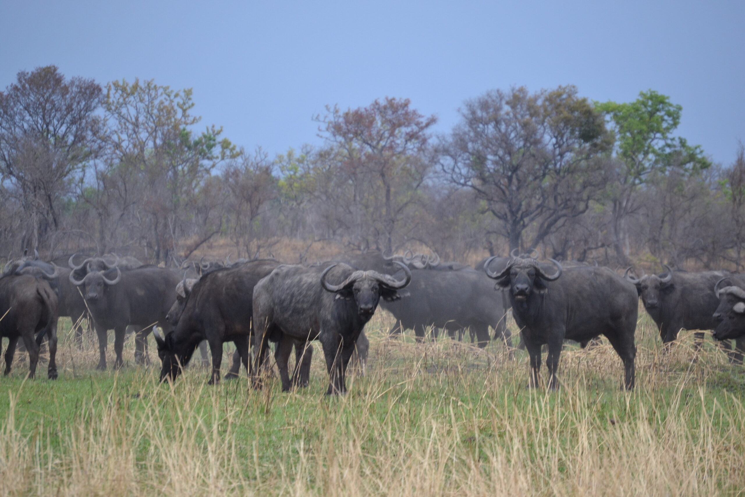 Zimbabwe Buffalo / Simbabwe Bueffel